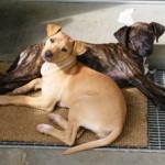 Aloe contro gli arrossamenti del cane