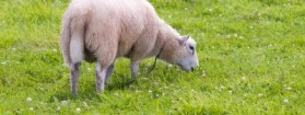 Tosaerba naturali: le pecore