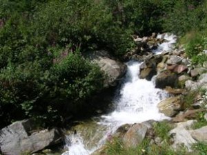 Intelligenza ecologica