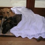 Pulci e zecche