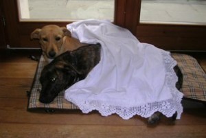 Pulci e zecche