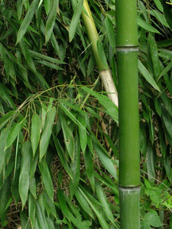 il bambÃ¹ alla riscossa - essere sostenibili | essere sostenibili