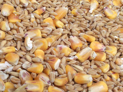 Cibo: meglio vegetale che locale