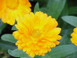 calendula