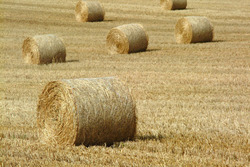 campo-di-grano