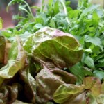 insalata