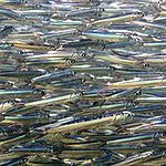 Pesce a km zero