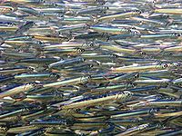 Pesce a km zero