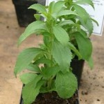 Stevia, la pianta dolcificante