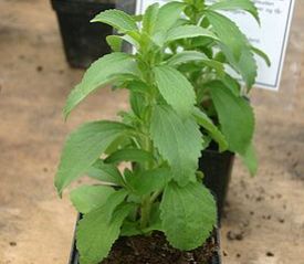 Stevia, la pianta dolcificante