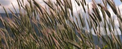 Alto Adige: il “valore” dei cereali