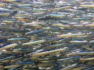 Pesce sprecato