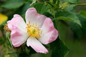 800px-wild_rose_flower1