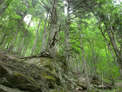 Parco nazionale Foreste casentinesi