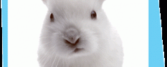 Stop ai test sugli animali