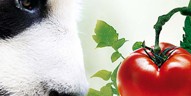 L’impronta idrica del pomodoro Mutti