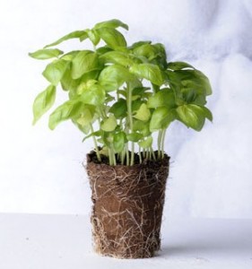 “Vaso” biodegradabile