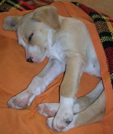 berryl-dorme