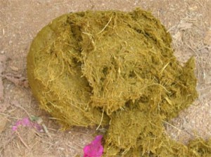 cacca