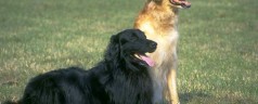Cibo per animali: occhio all’etichetta