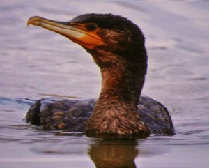 cormorano r
