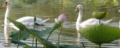 La Giornata della Biodiversità a tavola