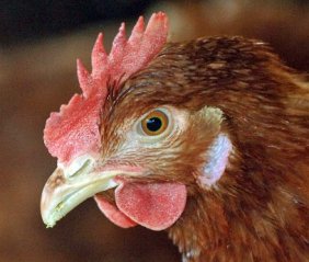 Germania: diossina nelle uova
