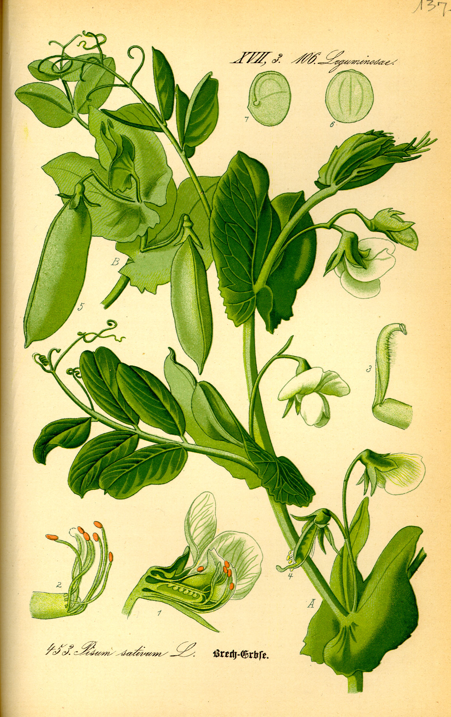 Giardinieri in erba