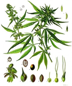 illustrazione canapa sativa Franz Eugen Köhler, in Köhler's Medizinal-Pflanzen
