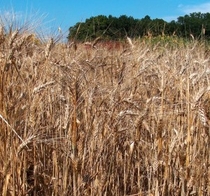 triticum_durum triticum_durum